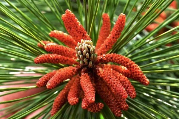 松树的外形特征是什么