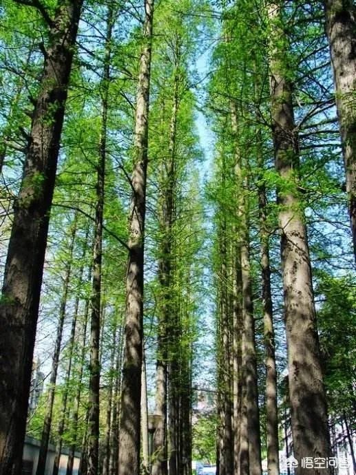 植物熊猫之称的是什么?