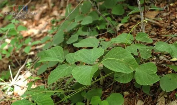葛根叶子t p