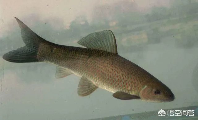 农村养殖的青鱼能够长到多大？有的青鱼长得很大是因为爱吃肉吗？