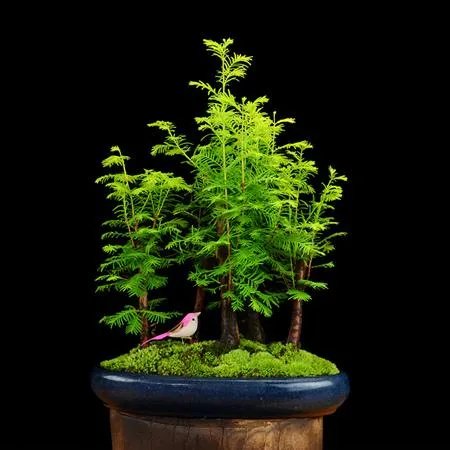 植物熊猫之称的是什么?