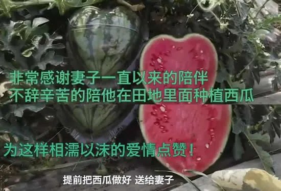 瓜农种心形西瓜520赠爱妻 夫妻2人同甘共苦种瓜11年