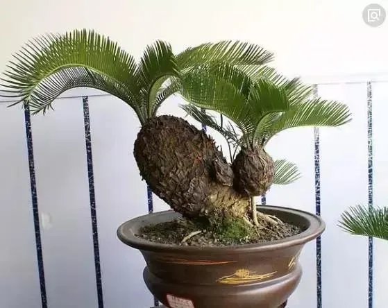 中国花卉盆景铁树到底该如何养？
