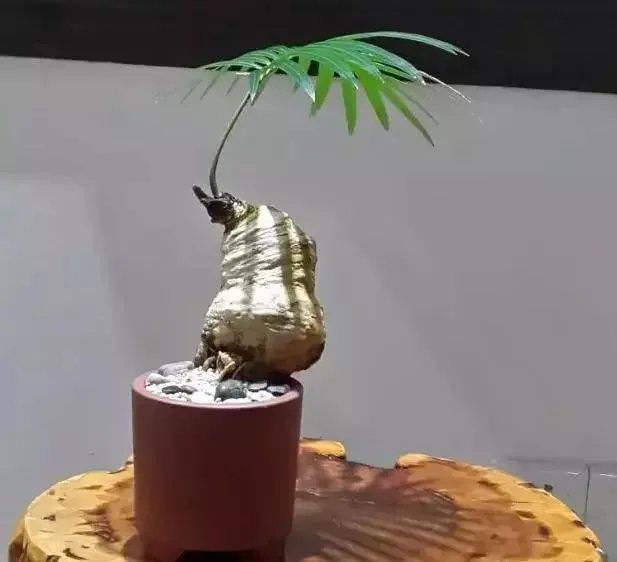 中国花卉盆景铁树到底该如何养？