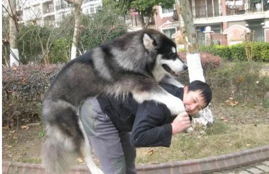 为什么养大狗的女人要不得？