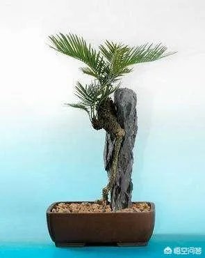 中国花卉盆景铁树到底该如何养？