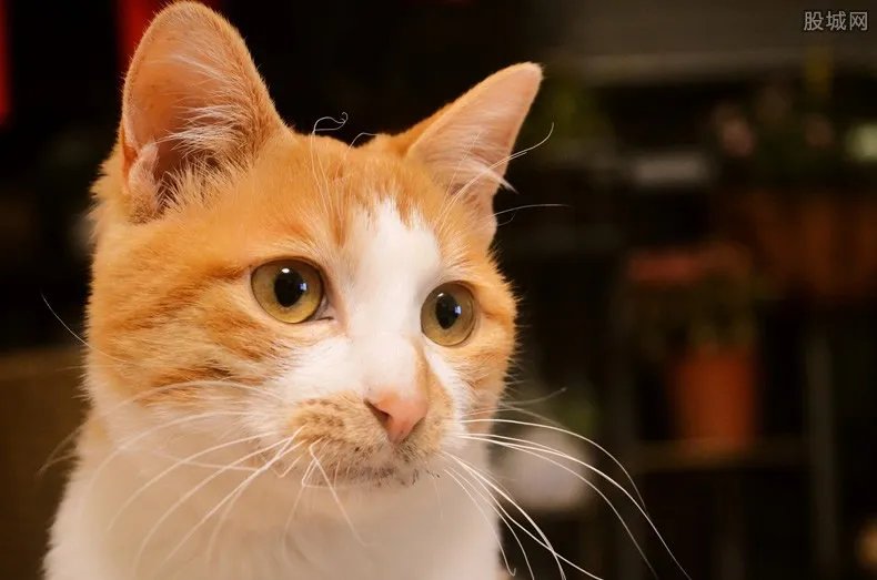 央视曝云养猫骗局 高额回报的背后满满套路