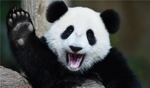 秦岭主峰5年来首现野生大熊猫，这一发现代表了什么？