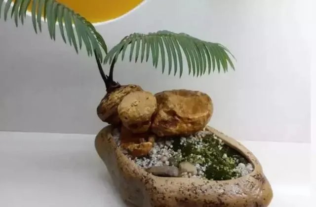 中国花卉盆景铁树到底该如何养？