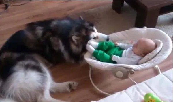 为什么养大狗的女人要不得？