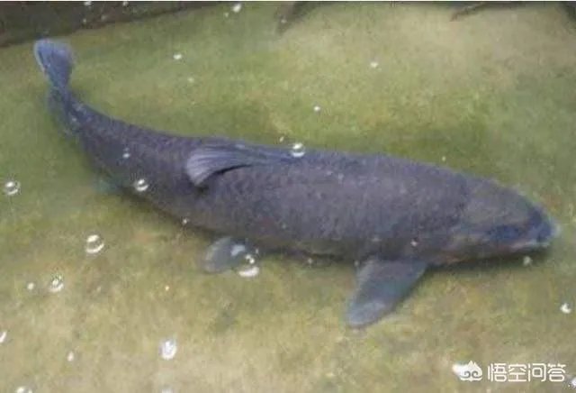 农村养殖的青鱼能够长到多大？有的青鱼长得很大是因为爱吃肉吗？