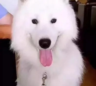 萨摩耶吃穷交警队了吗?