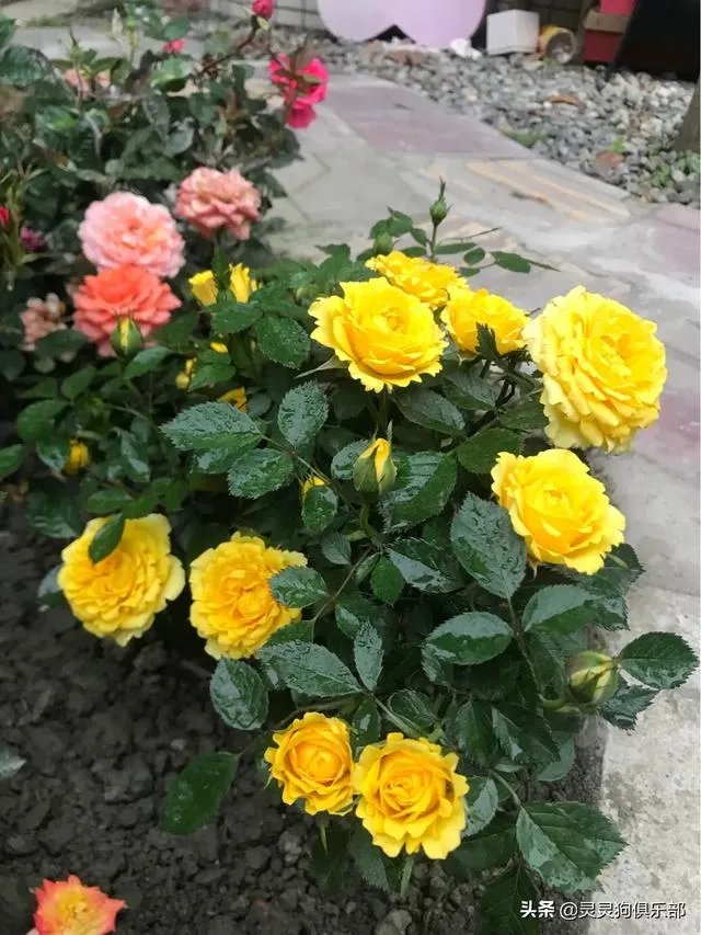 三道堰小产权房