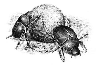 做一份简单的昆虫备忘录