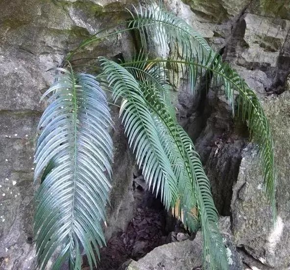 中国花卉盆景铁树到底该如何养？