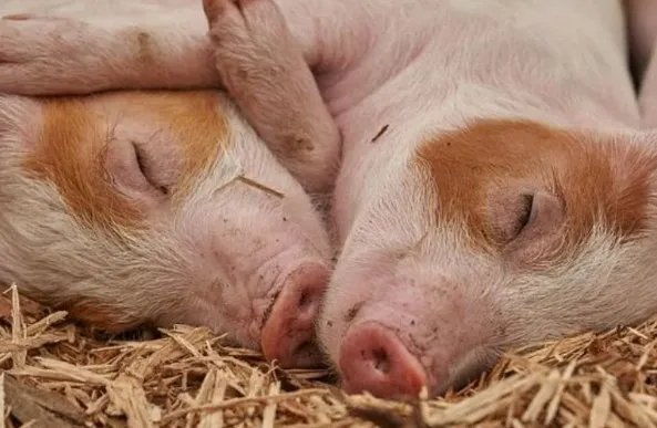 神农架发生野猪非洲猪瘟疫情，目前猪瘟的态势是怎样的？