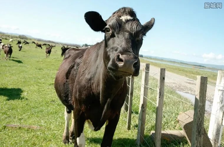 1头牛168万人民币 是什么牛为何那么贵