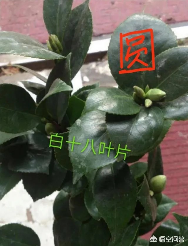 这是什么品种的山茶花？
