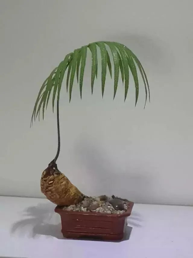 中国花卉盆景铁树到底该如何养？