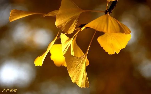 植物熊猫之称的是什么?