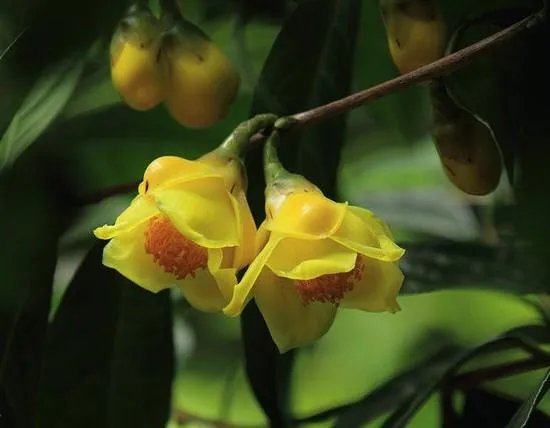 植物熊猫之称的是什么?