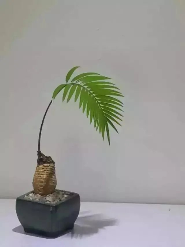 中国花卉盆景铁树到底该如何养？