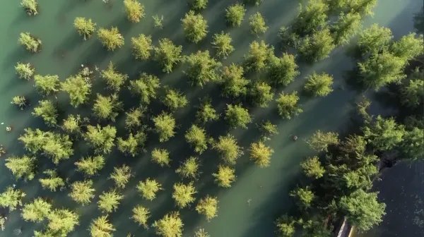 三峡库区再现水中森林，这一美景是如何形成的？