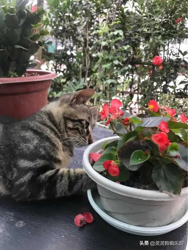 三道堰小产权房