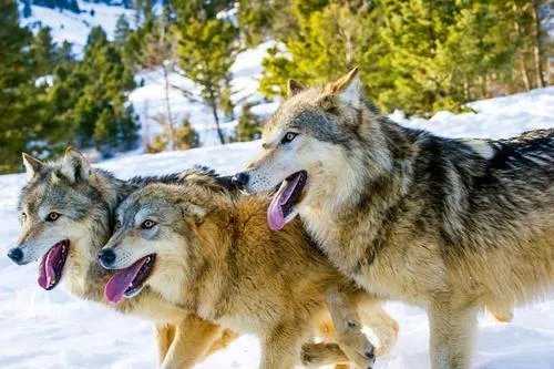 北京动物园游客扎堆喂狼吃草，这样做对狼会造成什么影响？