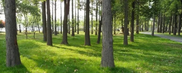 2020年立夏是几月几号几点 立夏介绍