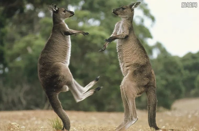 游客扔石头砸袋鼠 去动物园游玩千万别做这些事