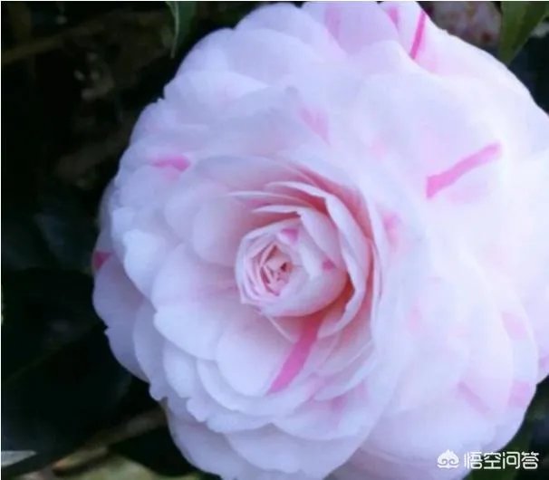 这是什么品种的山茶花？