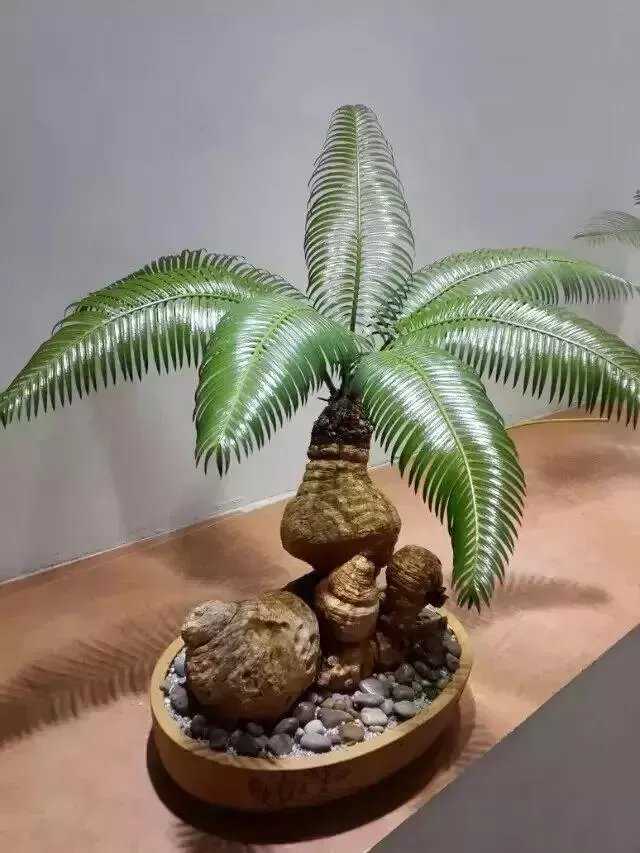 中国花卉盆景铁树到底该如何养？