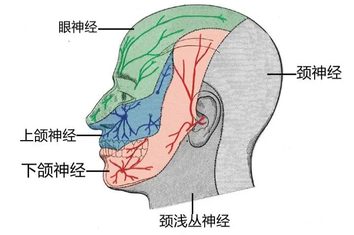 面部神经图解大全