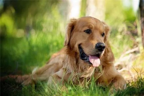 狗狗四个小时生一个