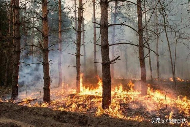 如何看待加州大火势不可挡，加州长向澳大利亚加拿大请求灭火援助？