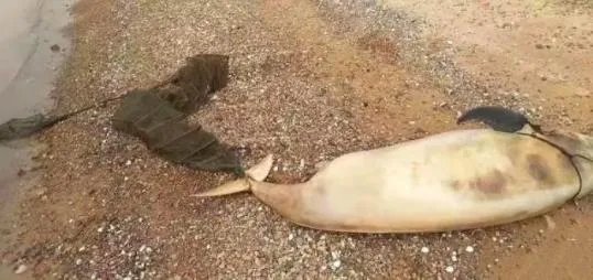 长江现死亡江豚怎么回事 江豚死亡背后的原因竟是这样