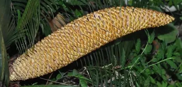 中国花卉盆景铁树到底该如何养？