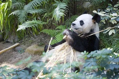 秦岭主峰5年来首现野生大熊猫，这一发现代表了什么？