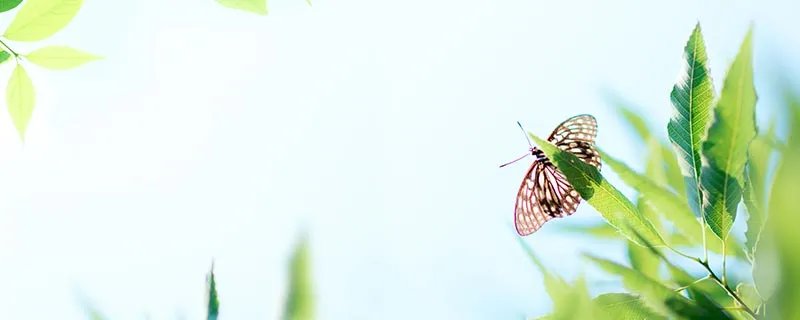 蝴蝶辨别食物味道用身体哪个部位 蝴蝶用身体哪个部位辨别食物味道