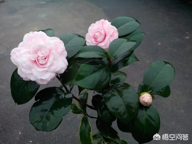 这是什么品种的山茶花？