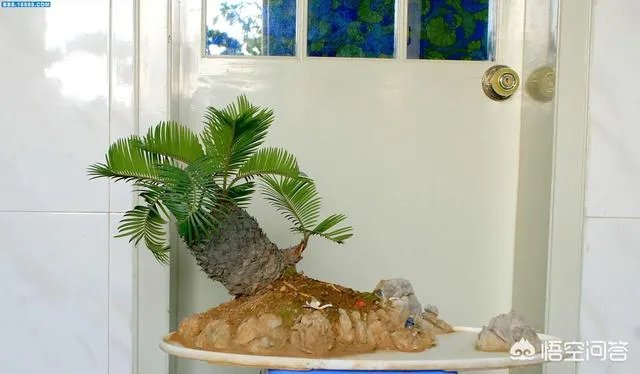 中国花卉盆景铁树到底该如何养？