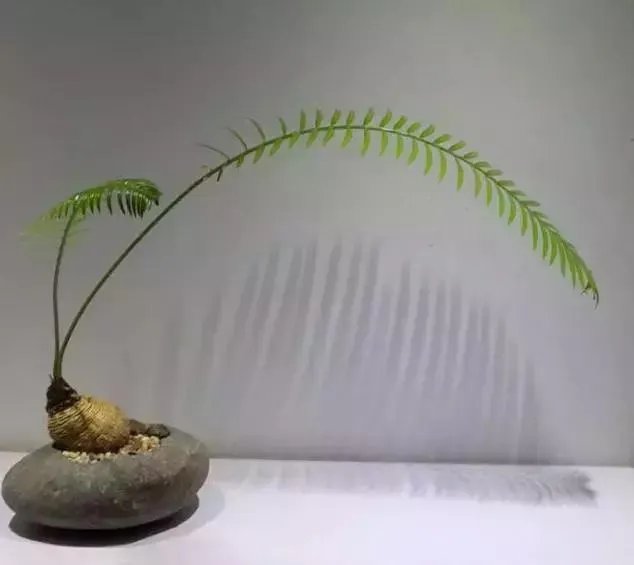 中国花卉盆景铁树到底该如何养？