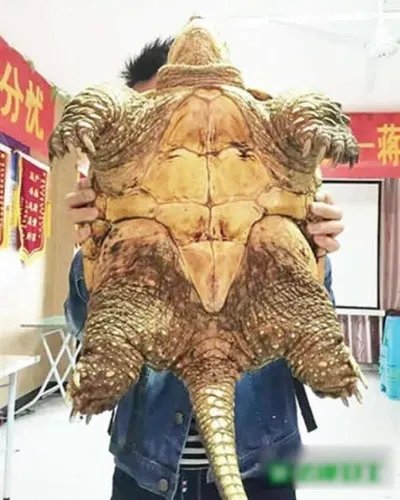 两千年前古墓挖出千年神龟真相揭晓（图）