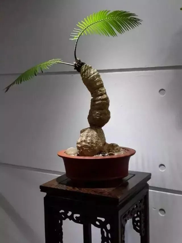 中国花卉盆景铁树到底该如何养？