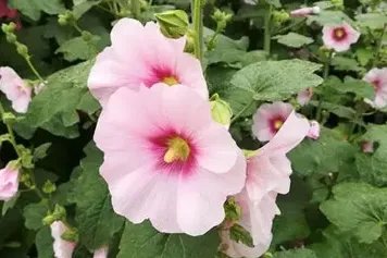 药蜀葵的功效与作用