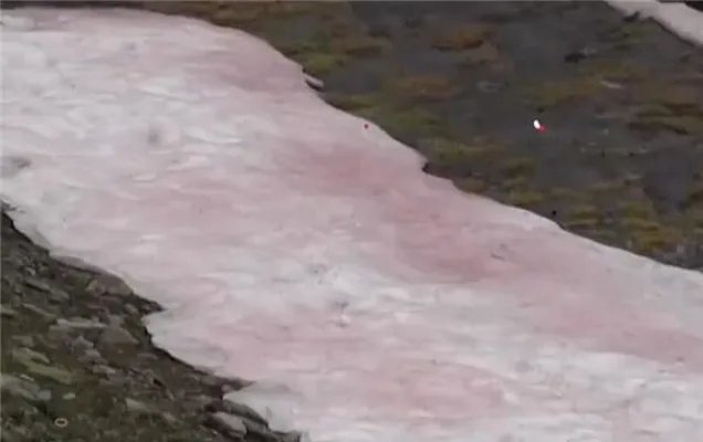 阿尔卑斯山出现粉色冰川 该现象出现的原因及带来的后果是什么