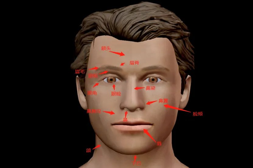 人脸部位图解