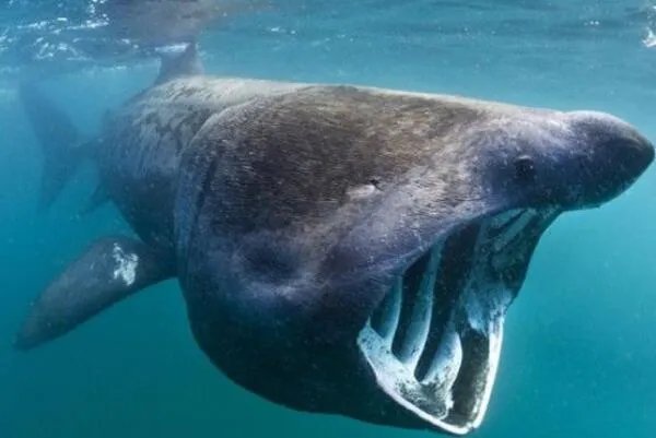 世界上最大的十种鱼类 鲸鲨第一，第七有“长江鱼王”之称