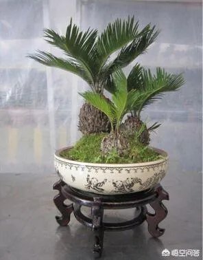 中国花卉盆景铁树到底该如何养？